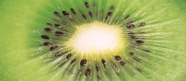 Kiwifruit