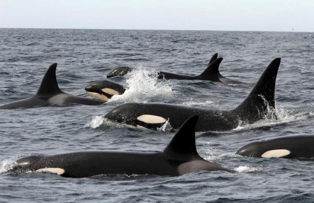 Orcas